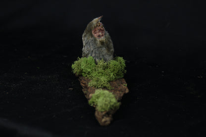 Taxidermy Mole