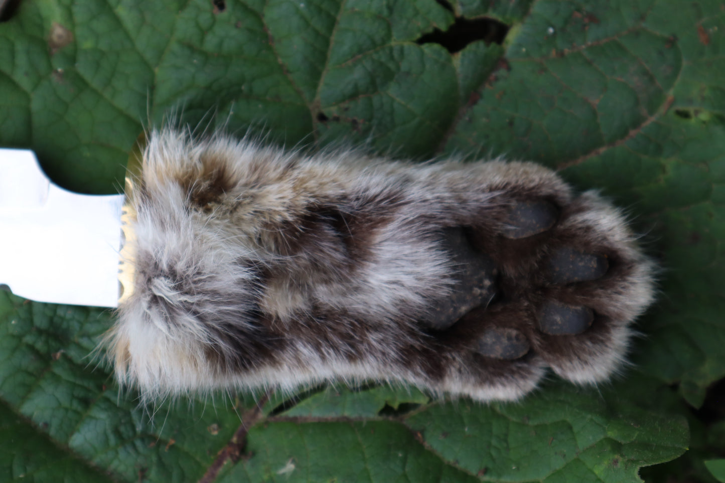 Bobcat Paw Knife with Leather Sheath