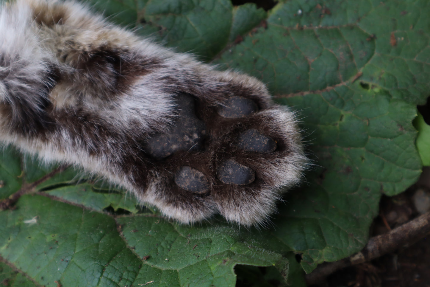 Bobcat Paw Knife with Leather Sheath