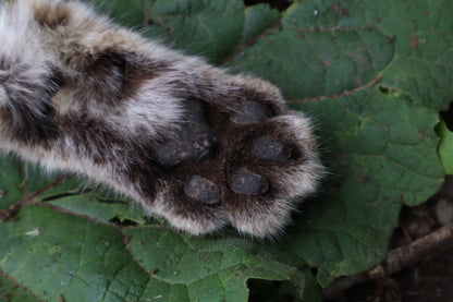 Bobcat Paw Knife with Leather Sheath