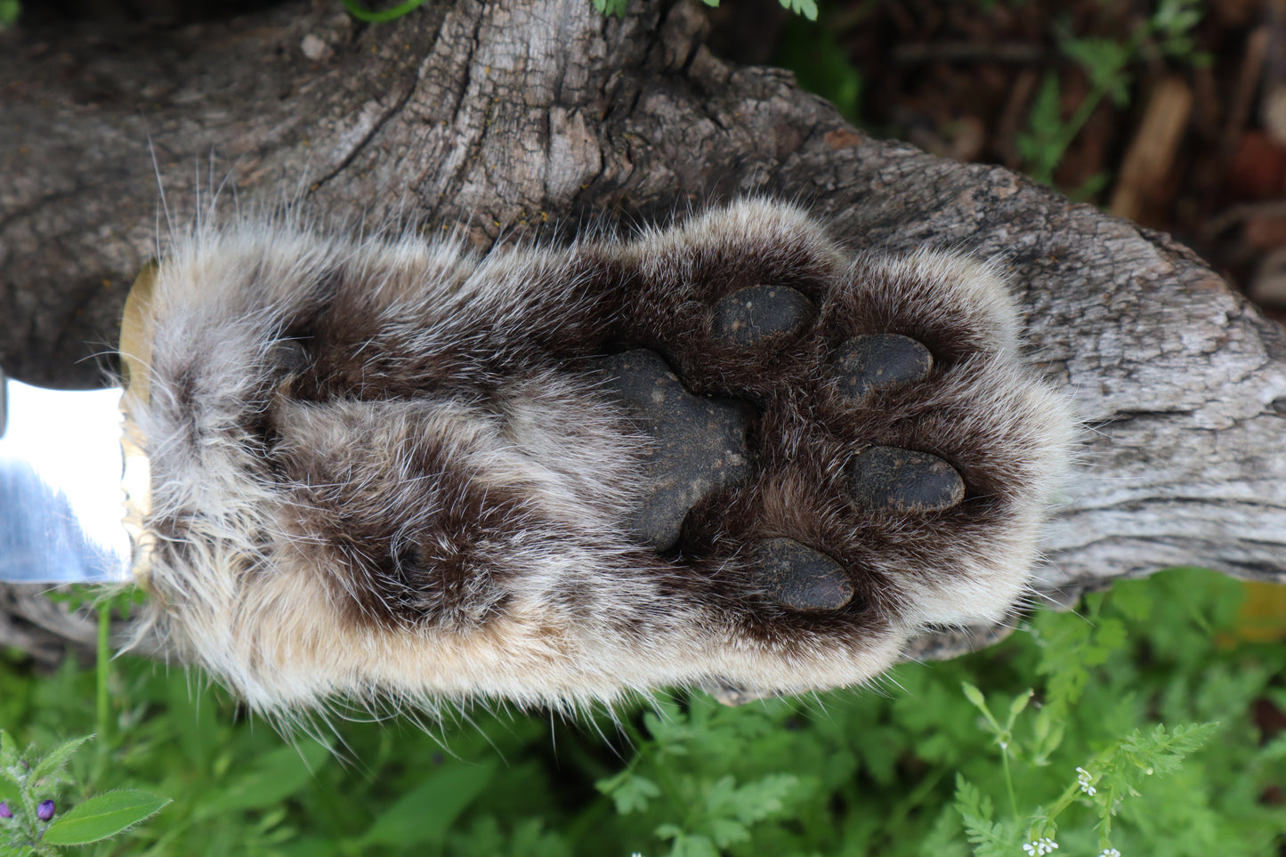 Bobcat Paw Knife with Leather Sheath