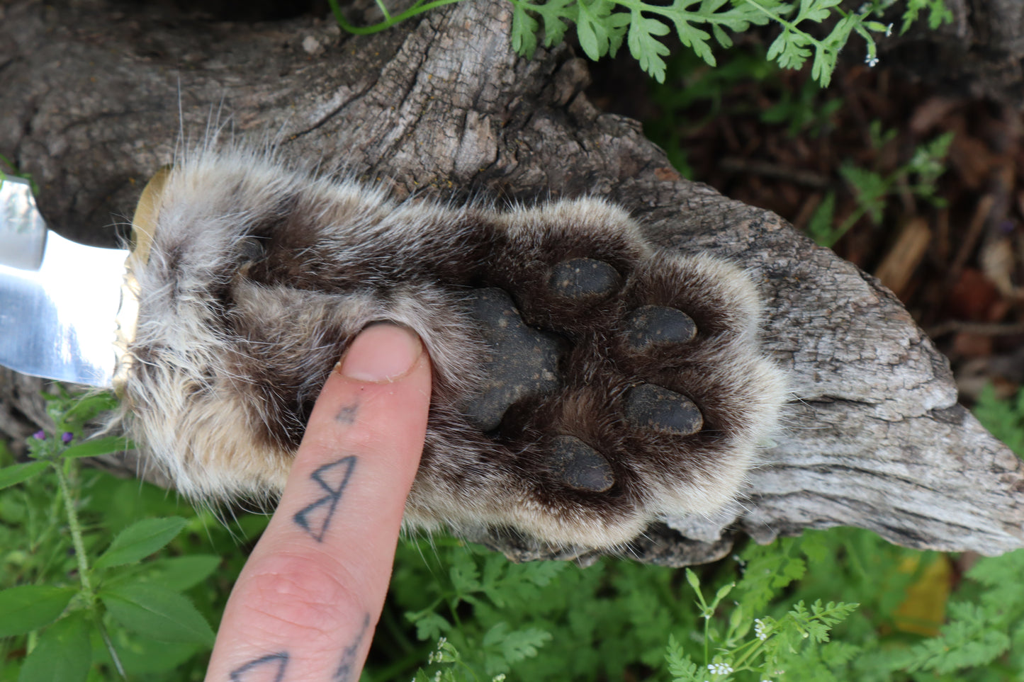 Bobcat Paw Knife with Leather Sheath
