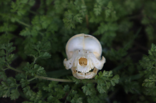 Fetal Raccoon Skull