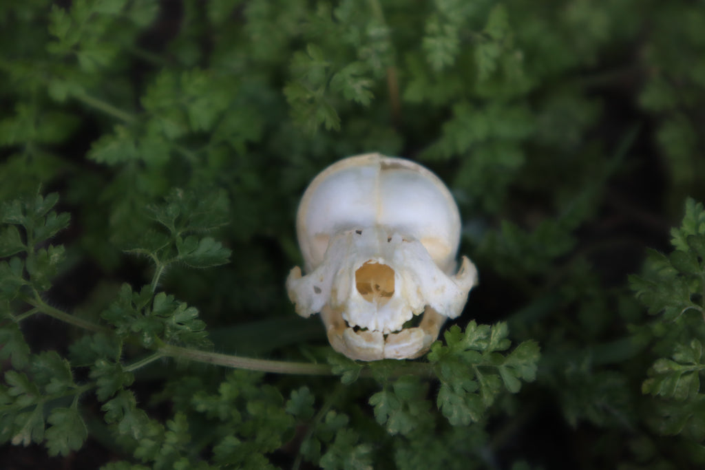 Fetal Raccoon Skull