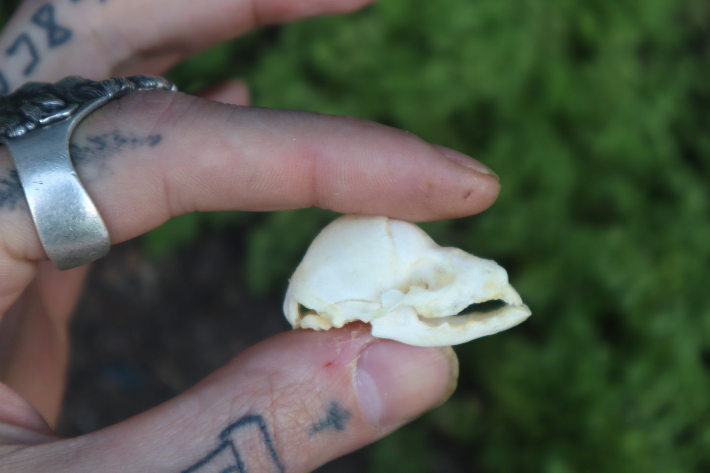 Fetal Raccoon Skull