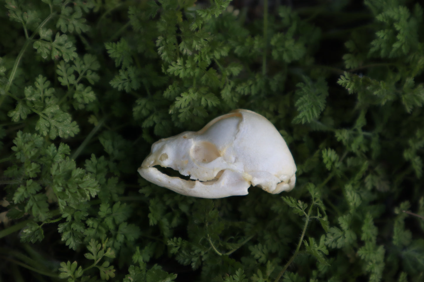 Fetal Raccoon Skull