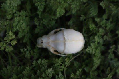 Fetal Raccoon Skull