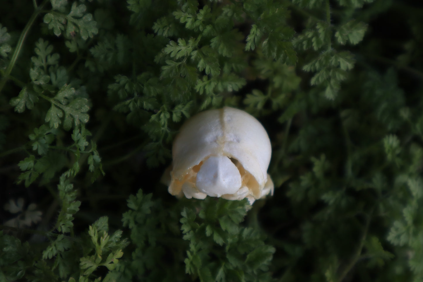 Fetal Raccoon Skull
