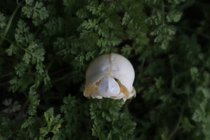 Fetal Raccoon Skull