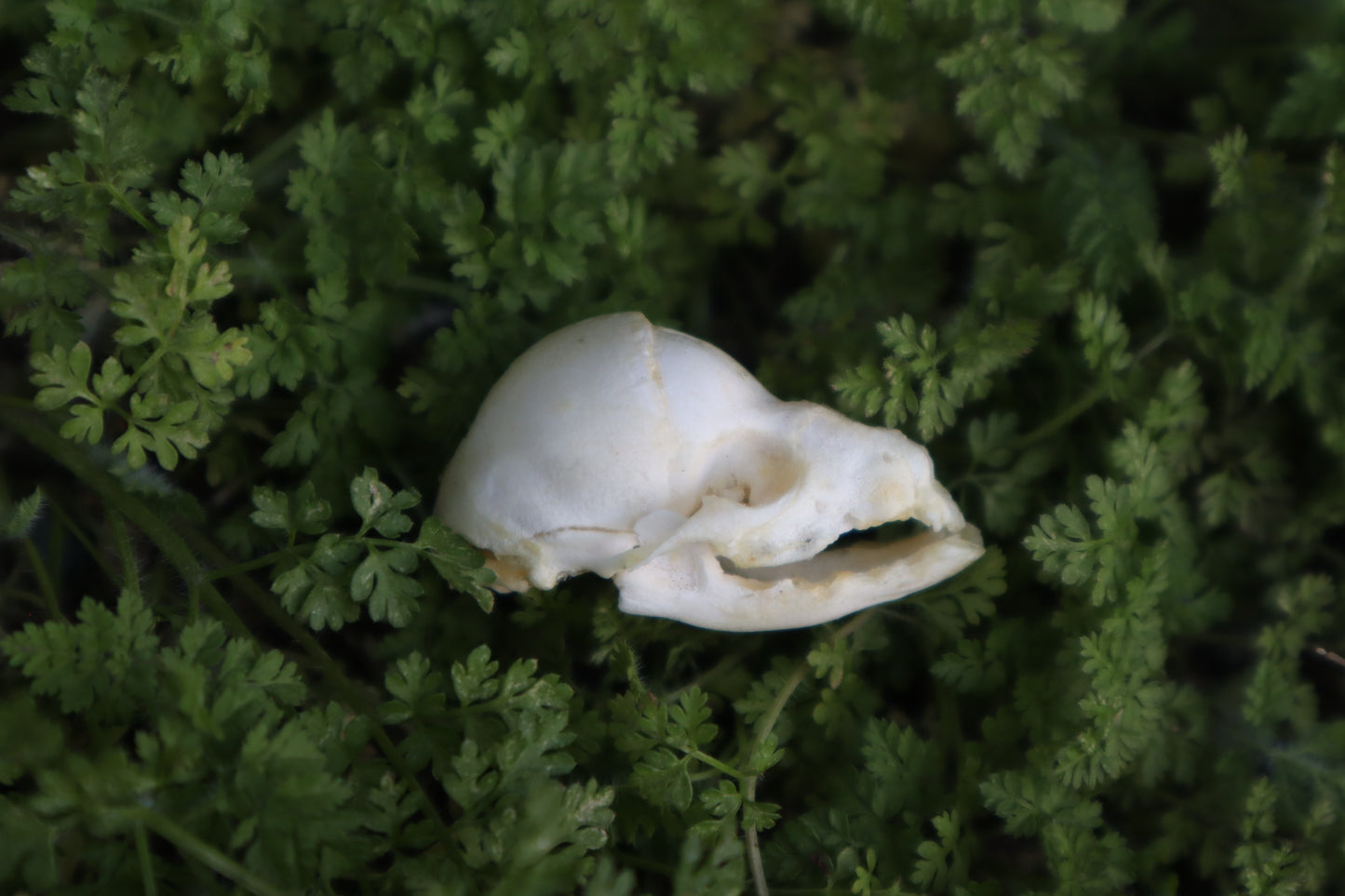 Fetal Raccoon Skull