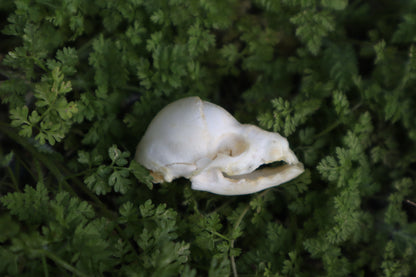 Fetal Raccoon Skull
