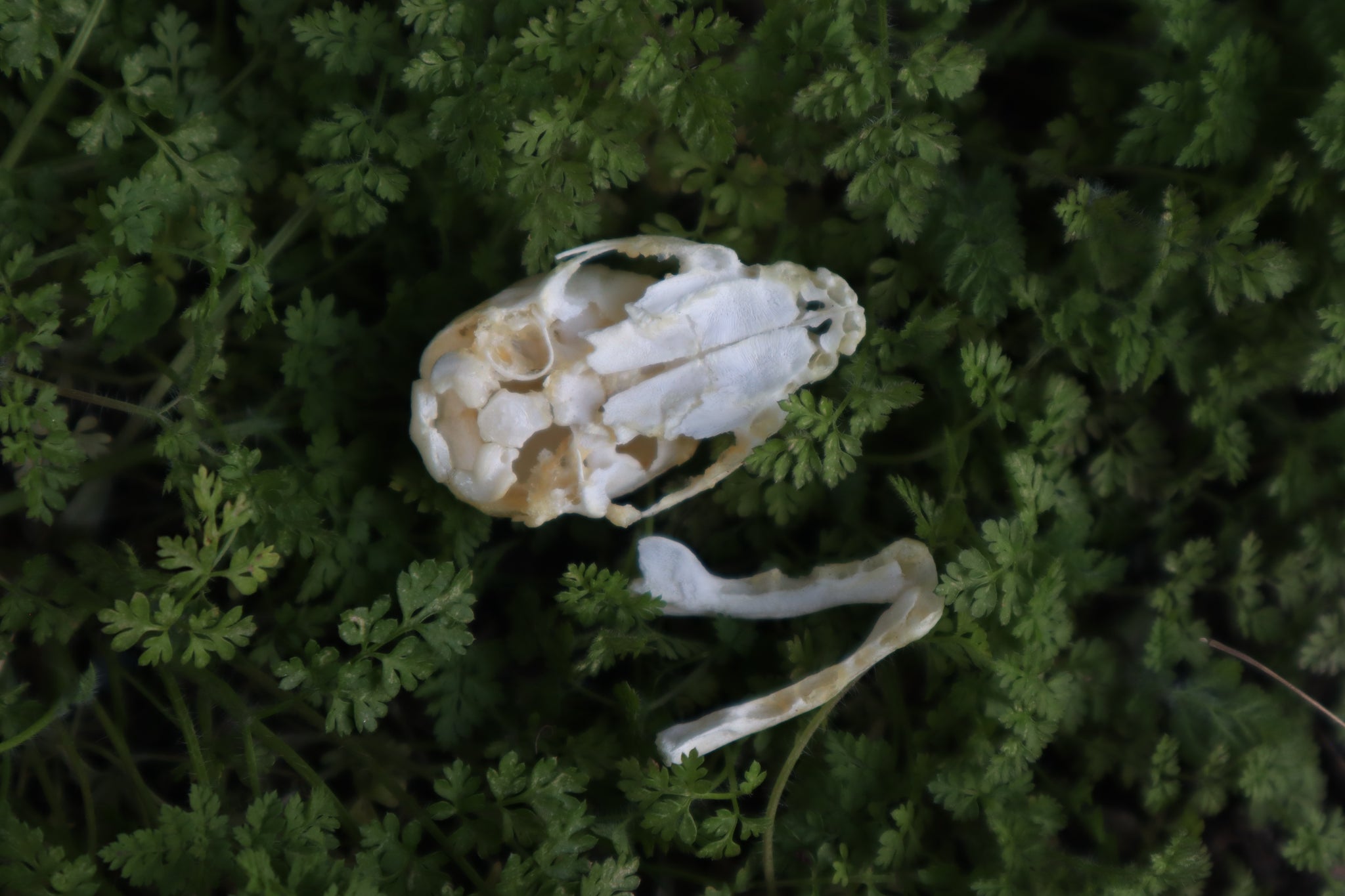 Fetal Raccoon Skull