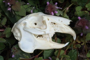 Jack Rabbit Skull