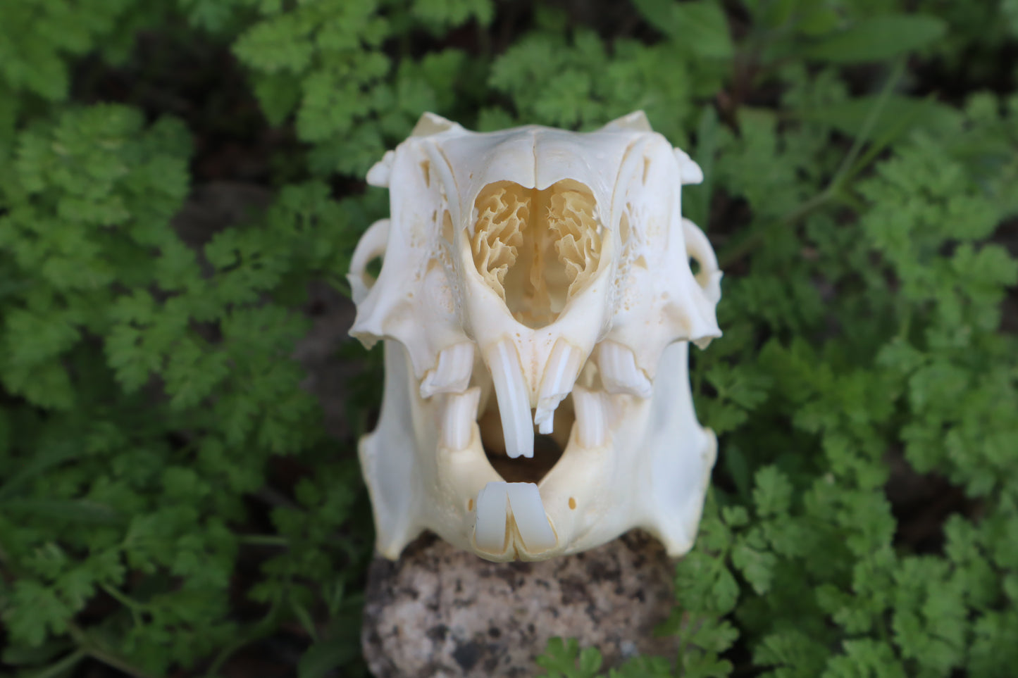 Jack Rabbit Skull