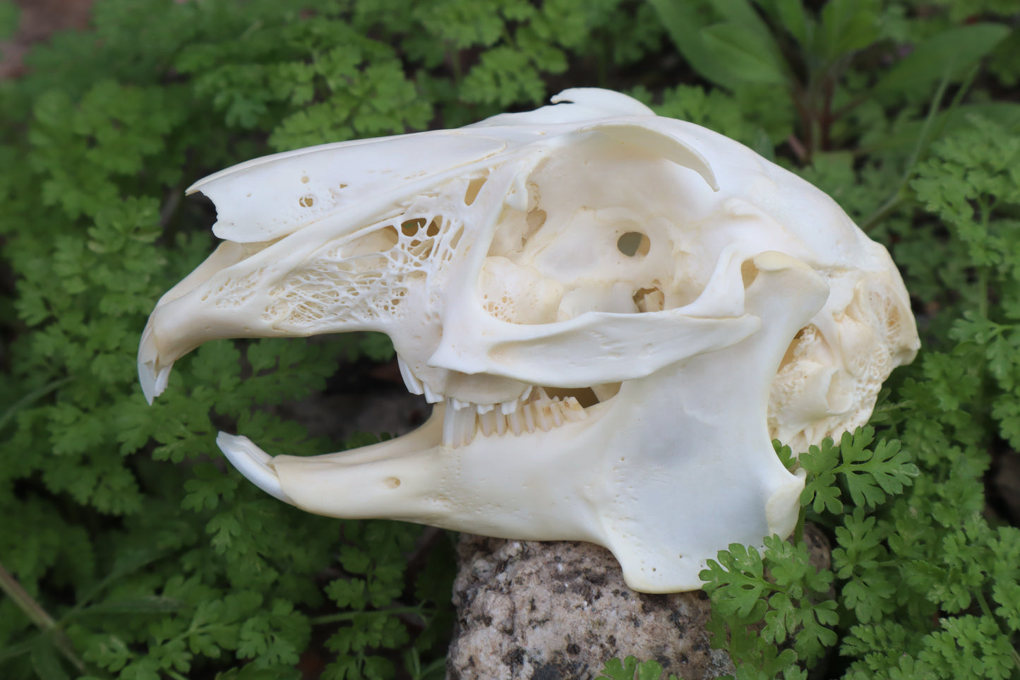 Jack Rabbit Skull