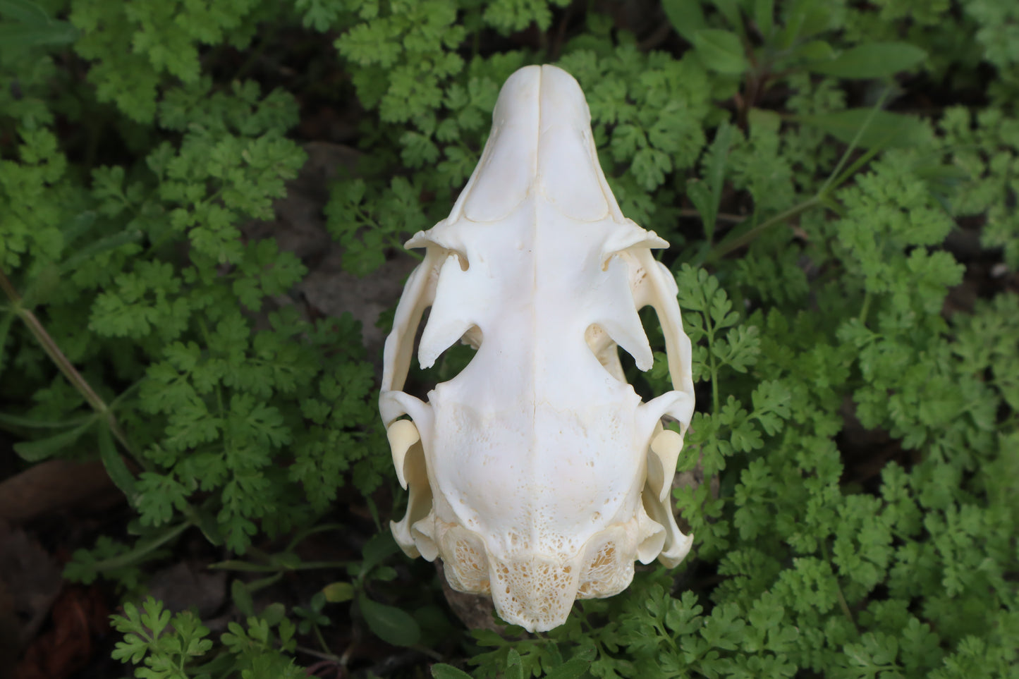 Jack Rabbit Skull