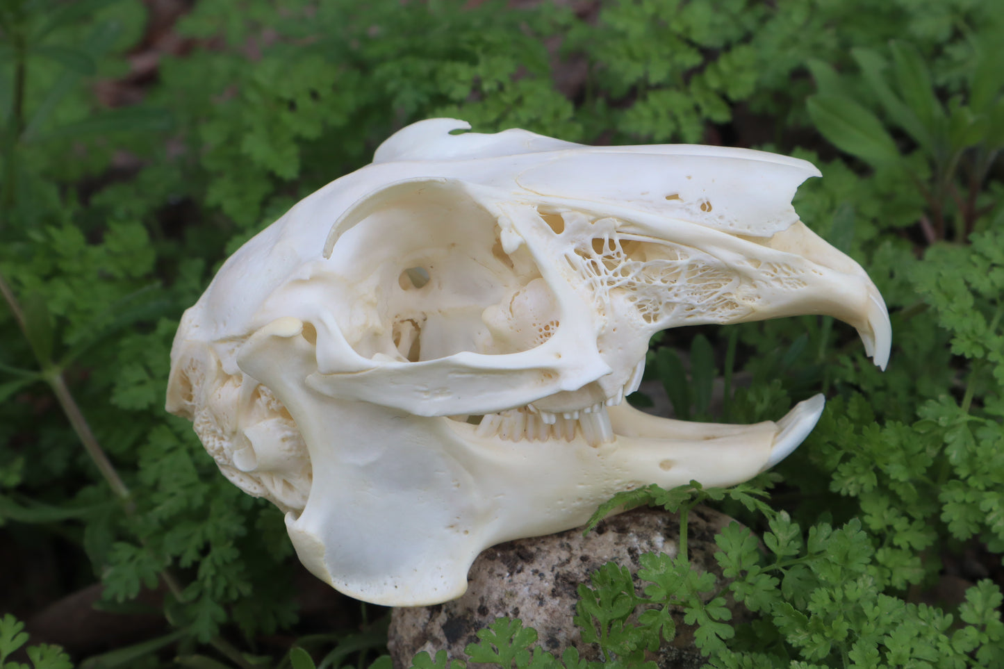 Jack Rabbit Skull