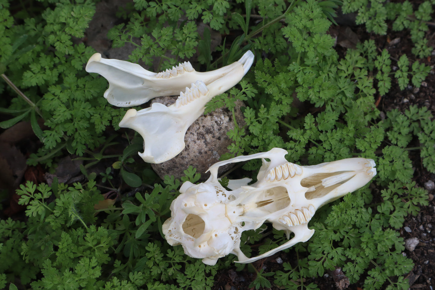 Jack Rabbit Skull