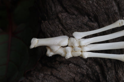 Kitten Paw Articulation