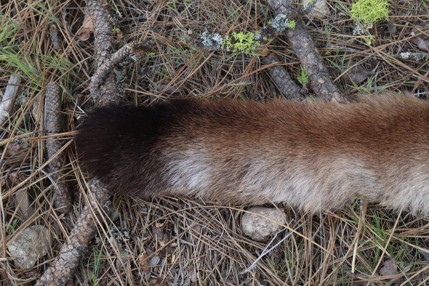 Mountain Lion Tail