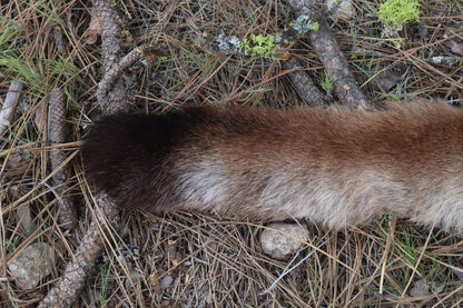 Mountain Lion Tail