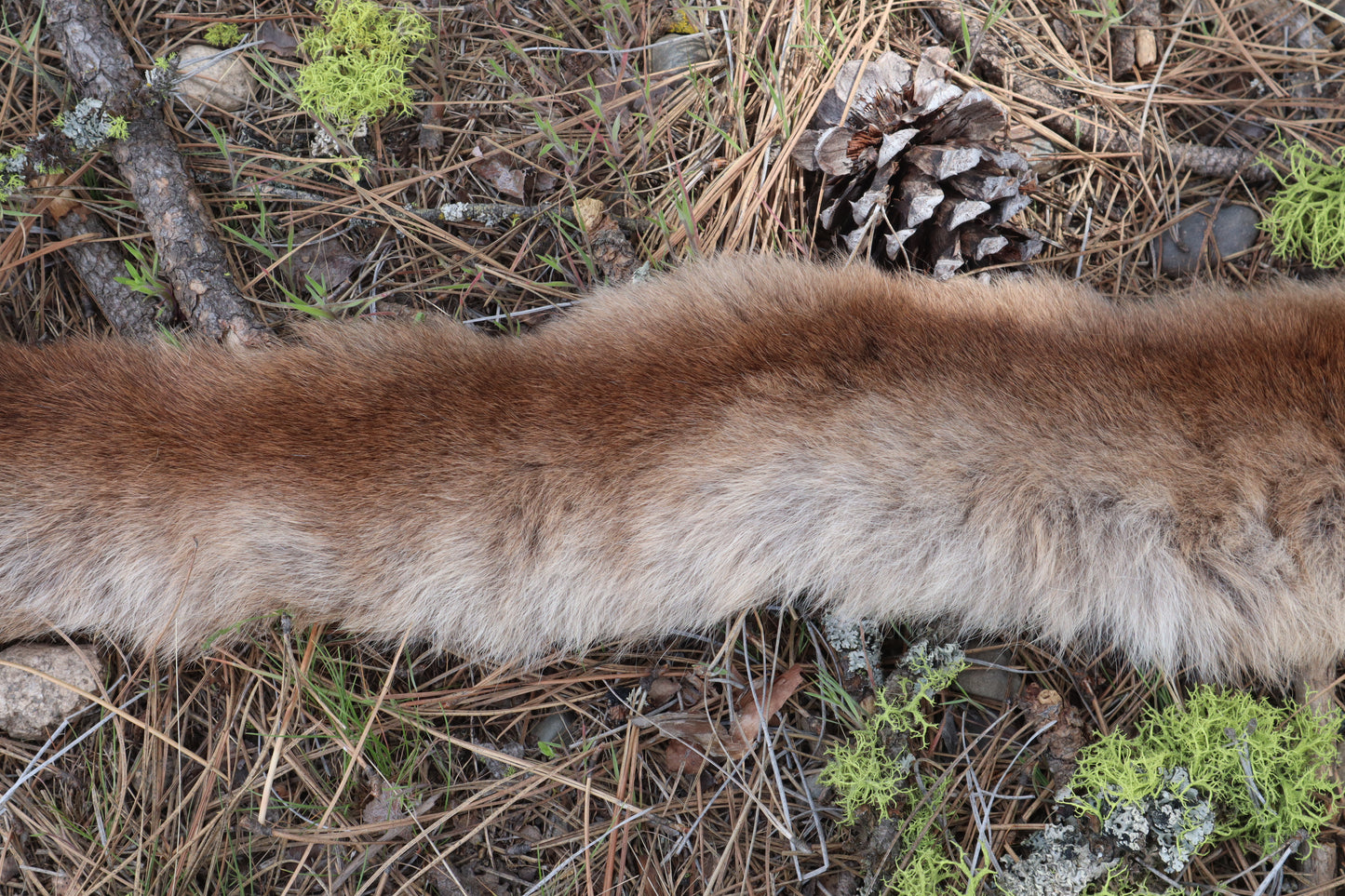 Mountain Lion Tail