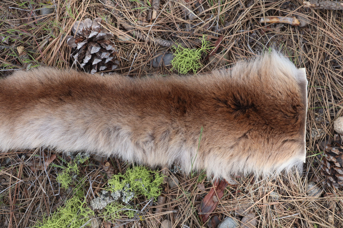 Mountain Lion Tail