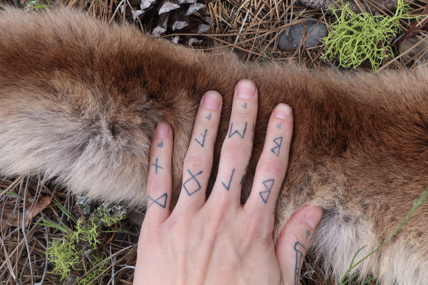 Mountain Lion Tail
