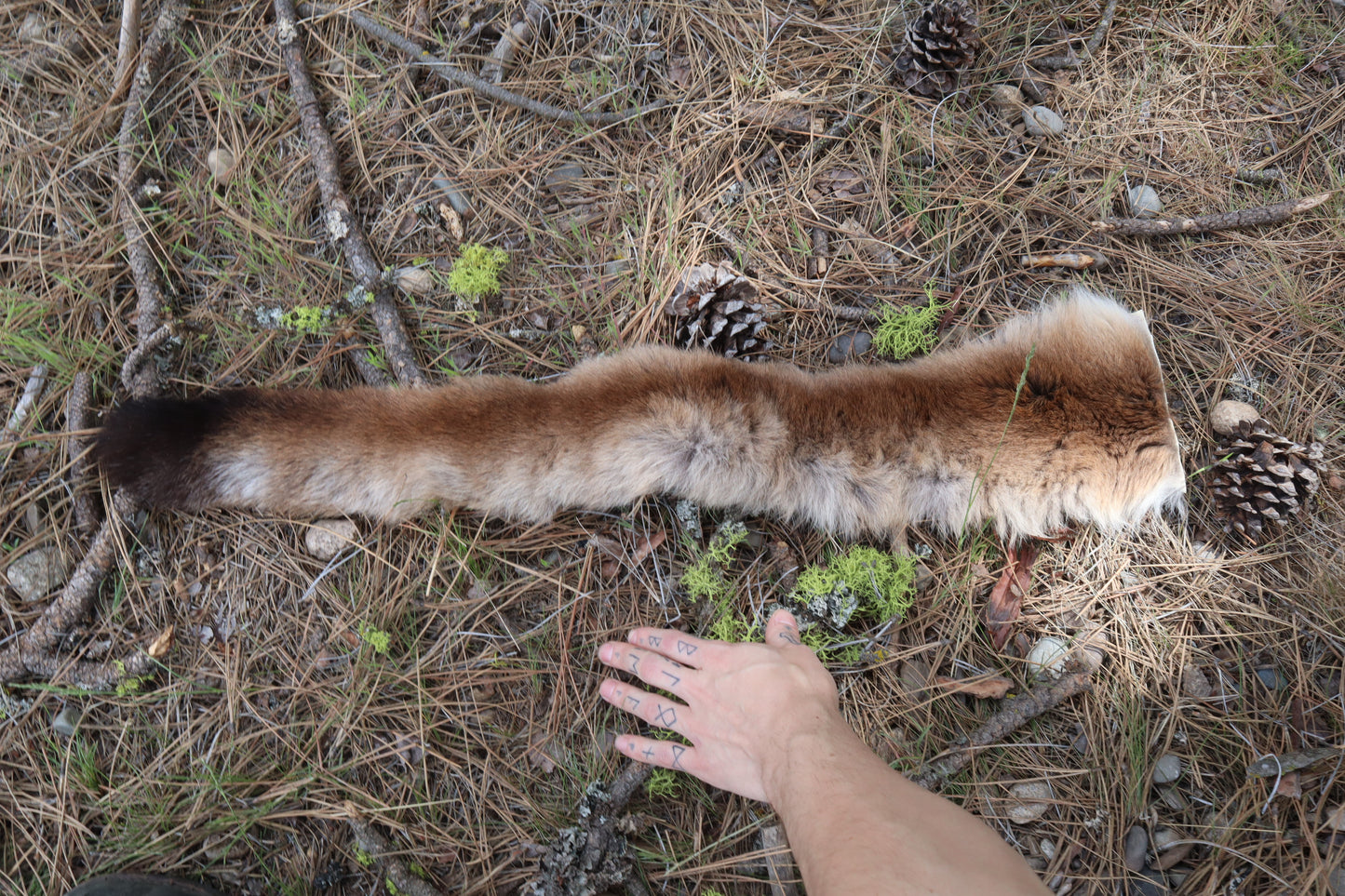 Mountain Lion Tail