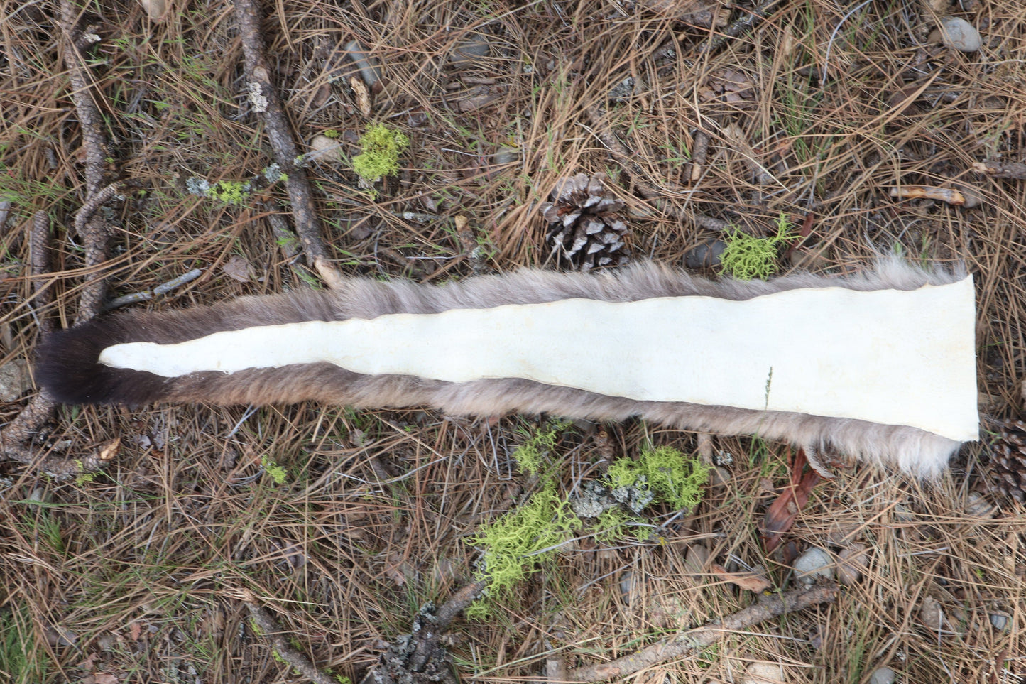 Mountain Lion Tail