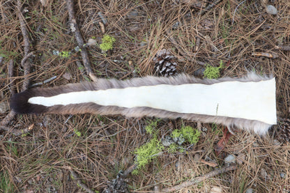 Mountain Lion Tail
