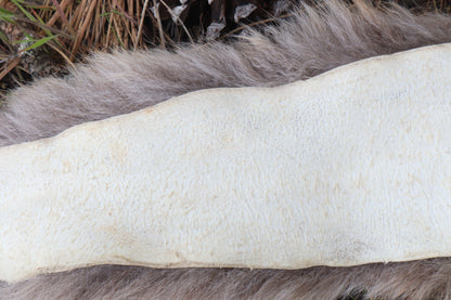 Mountain Lion Tail