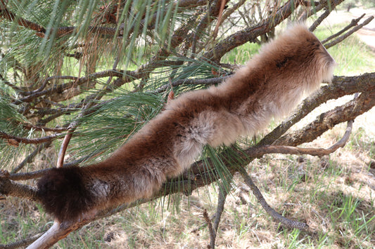 Mountain Lion Tail