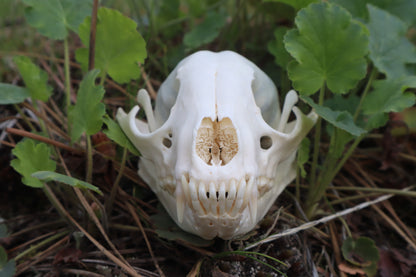 Raccoon Skull Spirit Bowl