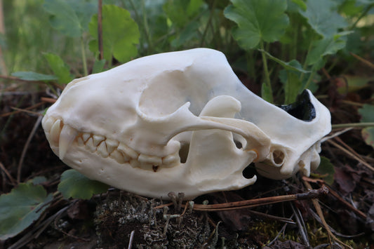 Raccoon Skull Spirit Bowl