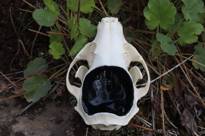 Raccoon Skull Spirit Bowl