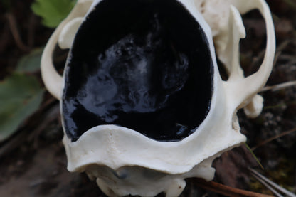 Raccoon Skull Spirit Bowl