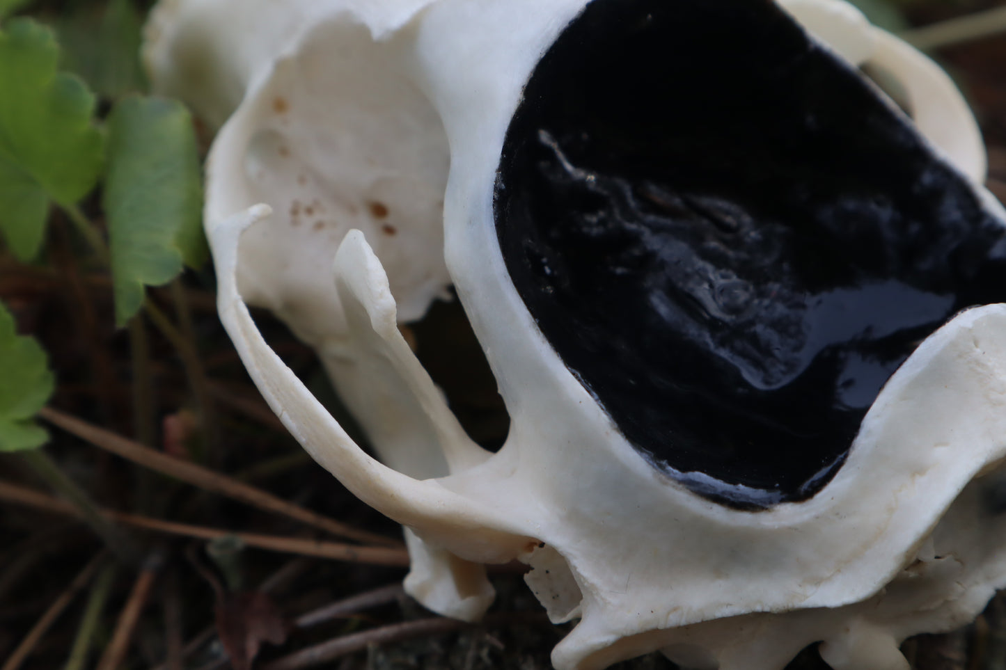 Raccoon Skull Spirit Bowl