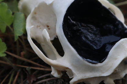 Raccoon Skull Spirit Bowl