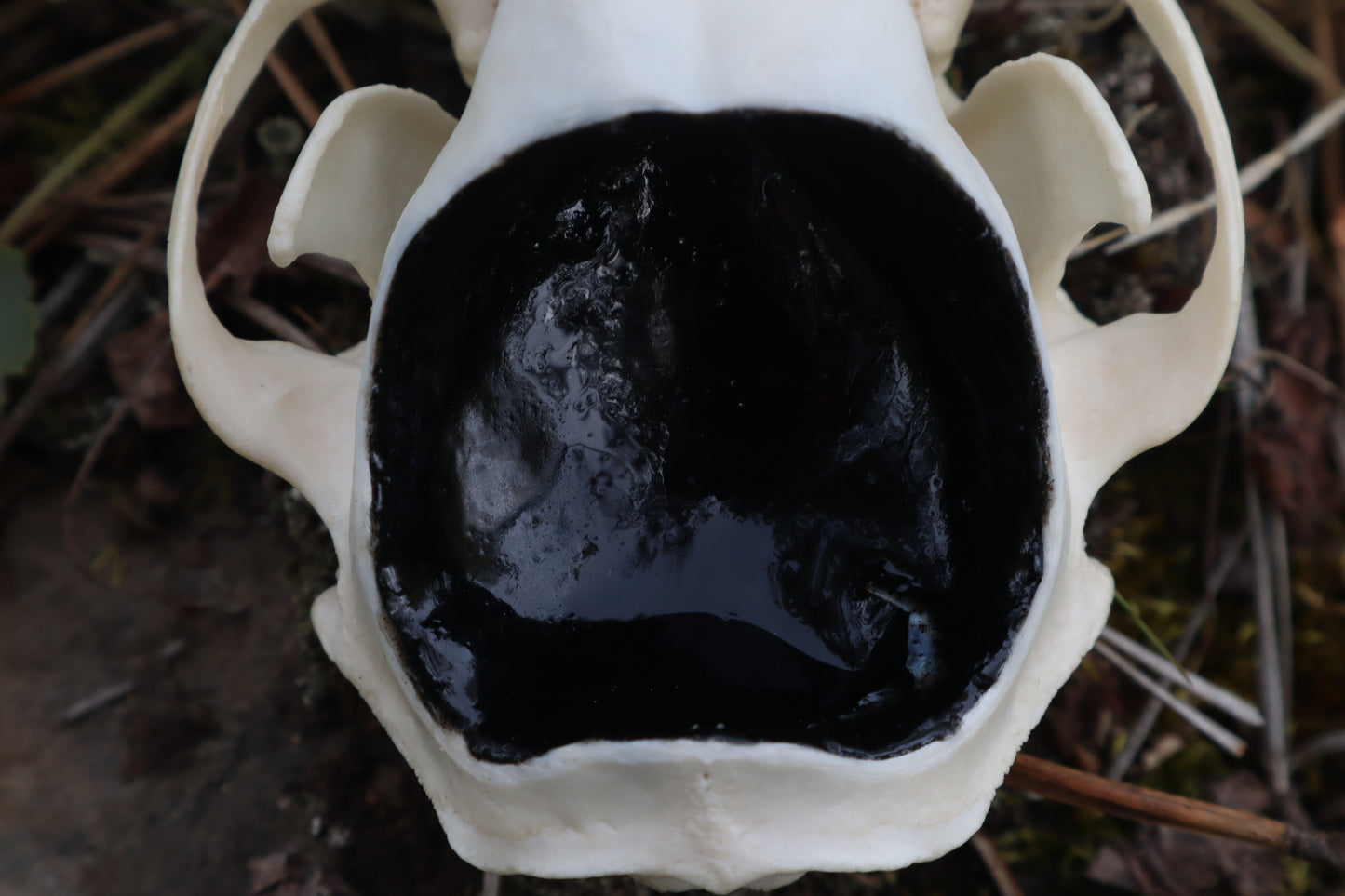 Raccoon Skull Spirit Bowl