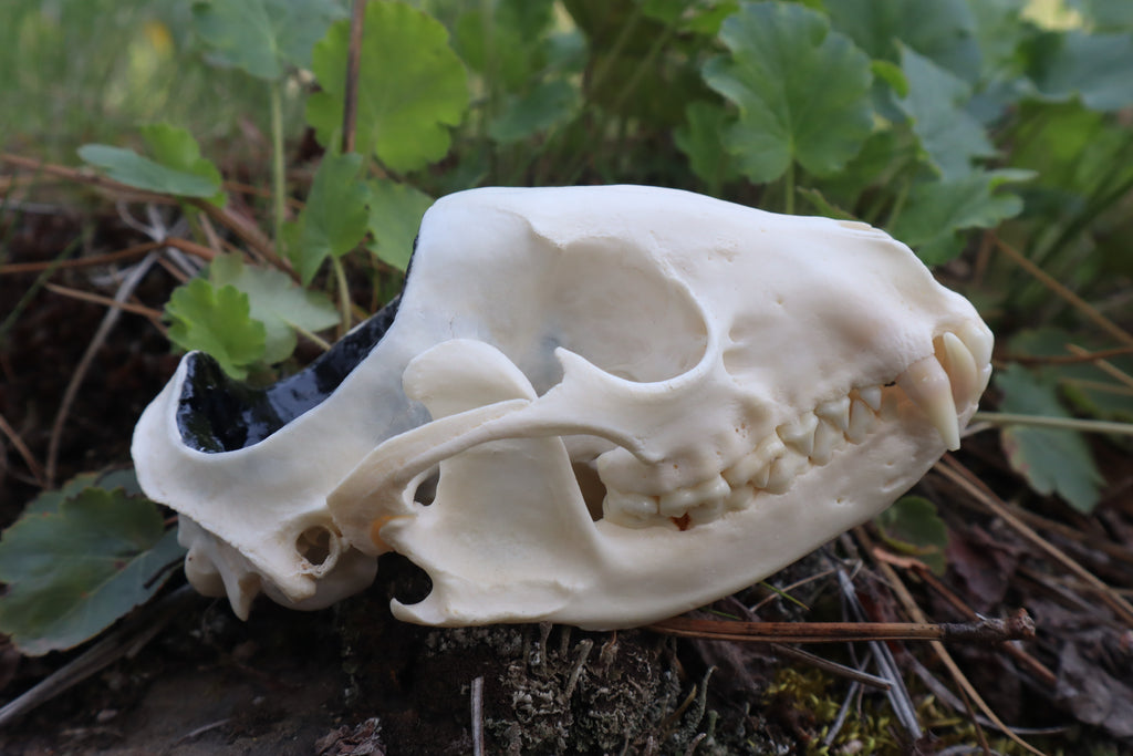Raccoon Skull Spirit Bowl