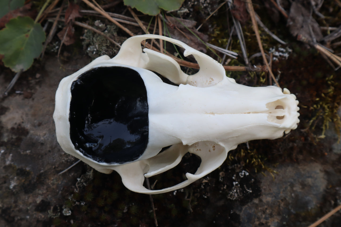 Raccoon Skull Spirit Bowl