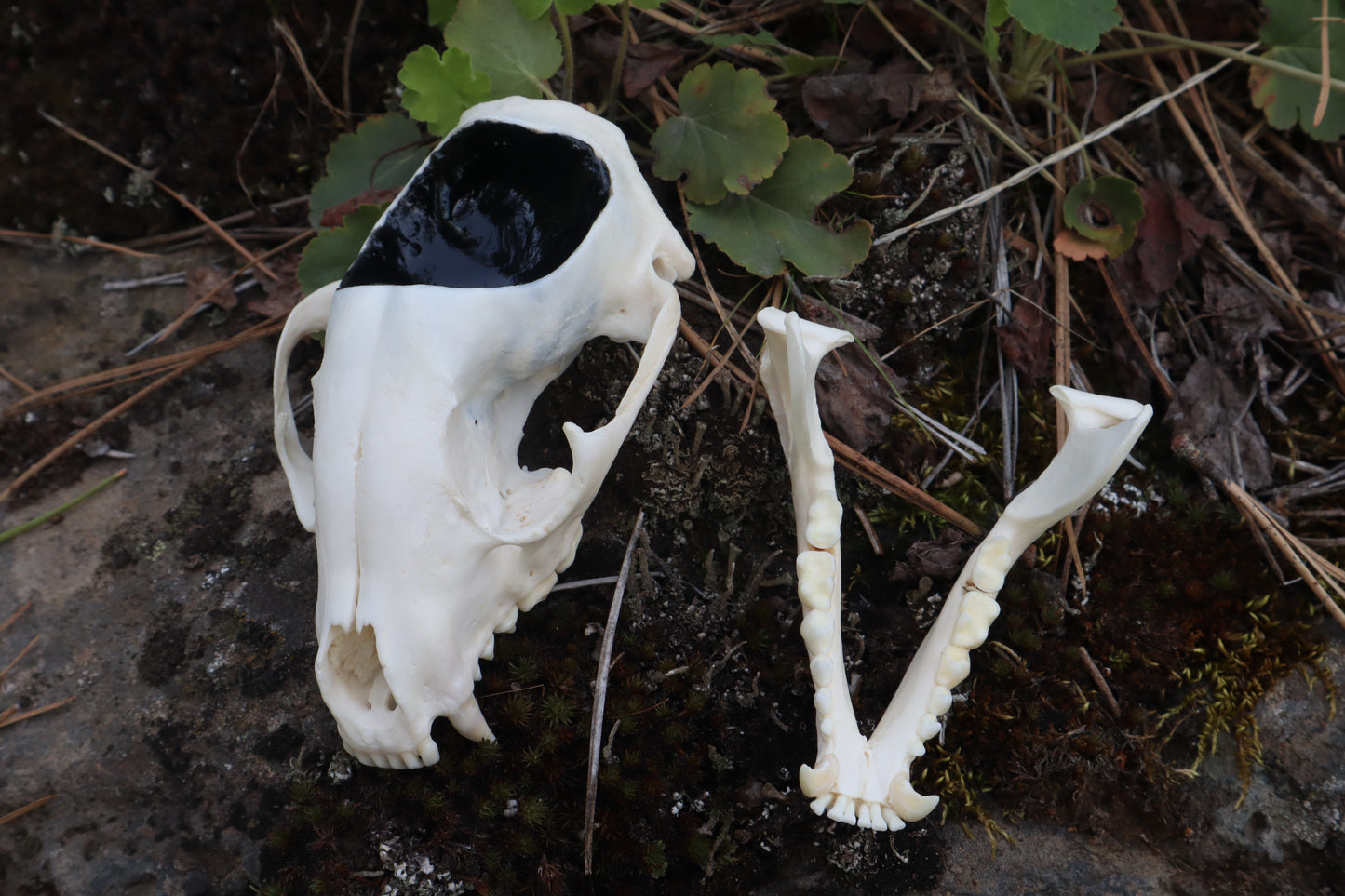 Raccoon Skull Spirit Bowl