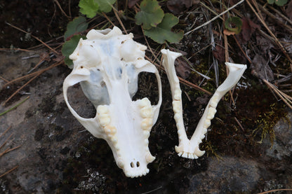 Raccoon Skull Spirit Bowl