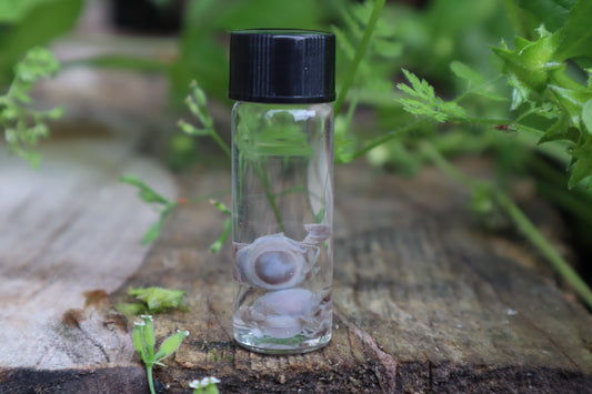 Fetal Kitten Eyeballs Wet Specimen