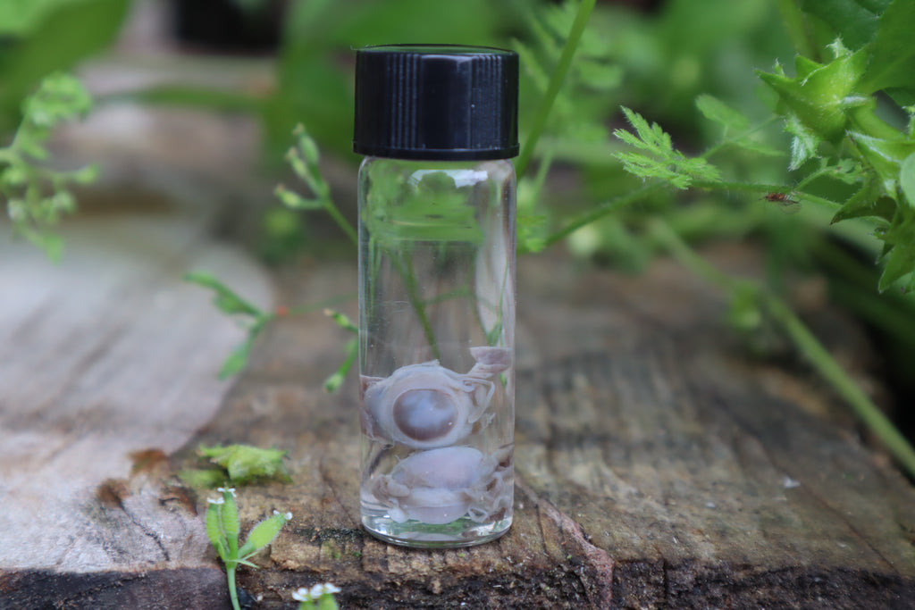 Fetal Kitten Eyeballs Wet Specimen