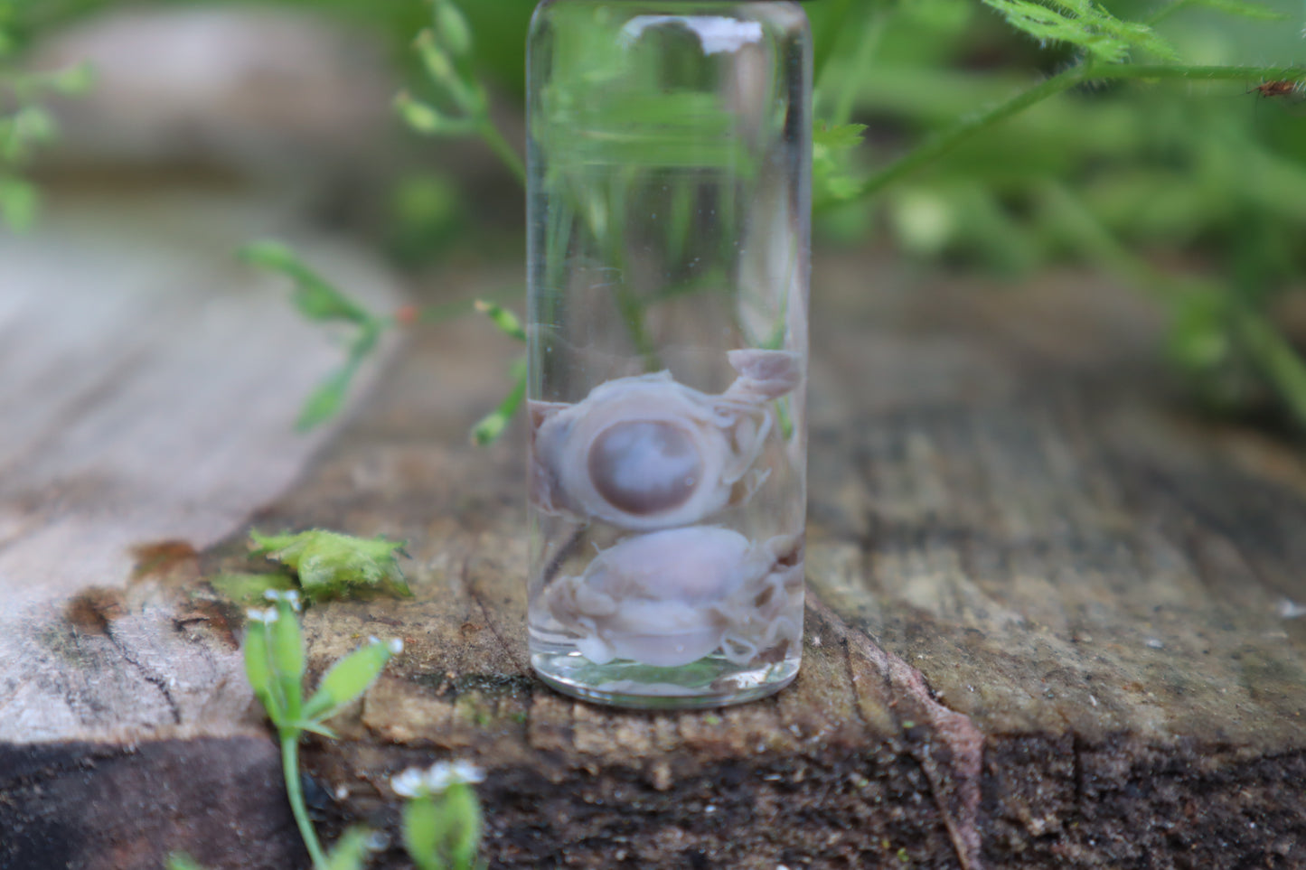 Fetal Kitten Eyeballs Wet Specimen