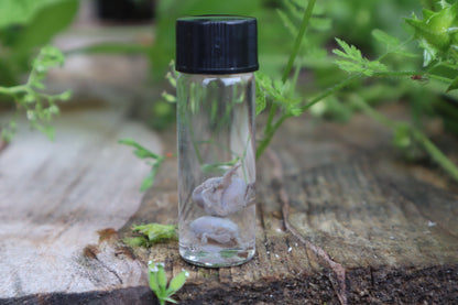 Fetal Kitten Eyeballs Wet Specimen