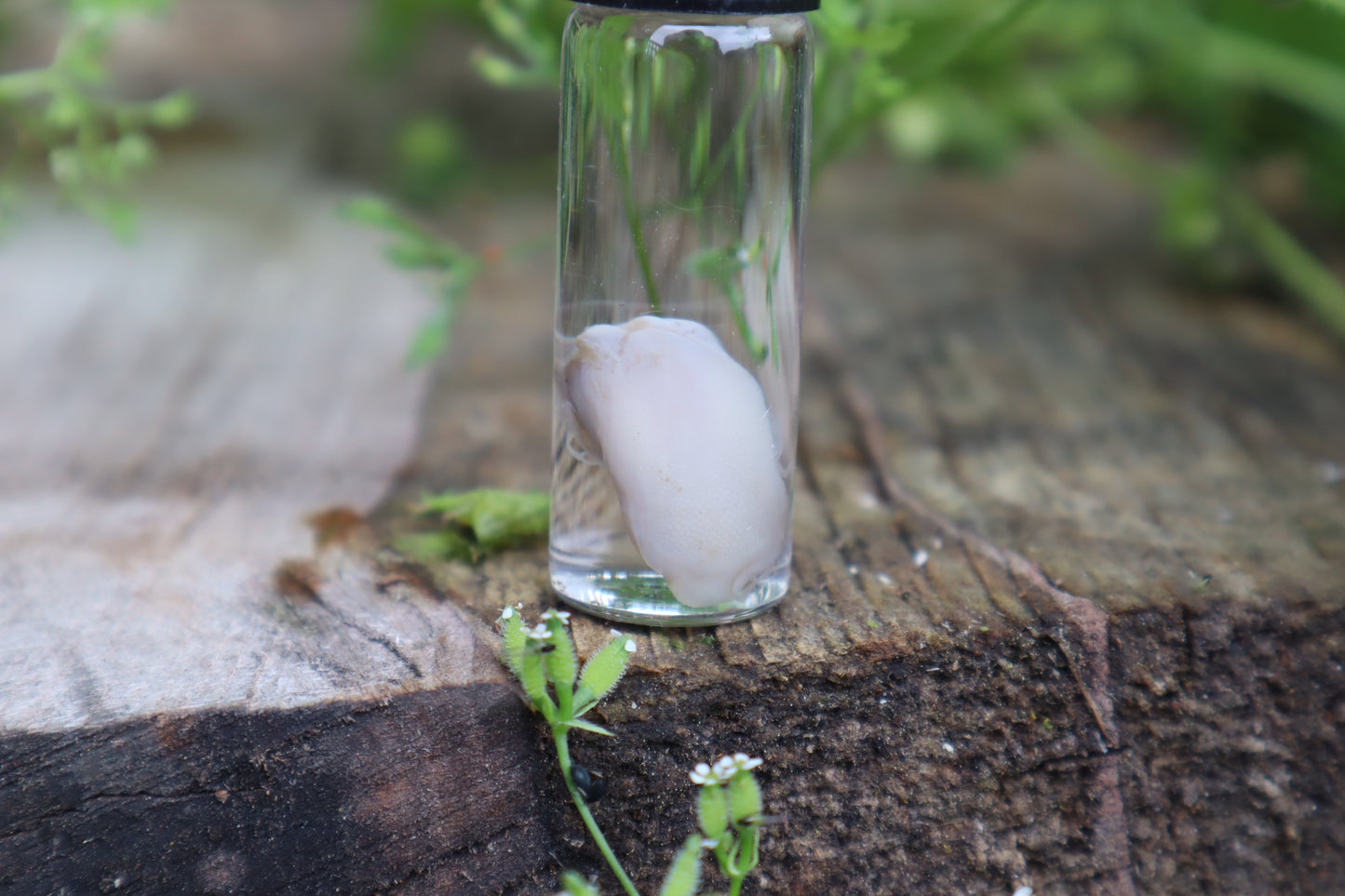Fetal Kitten Tongue Wet Specimen