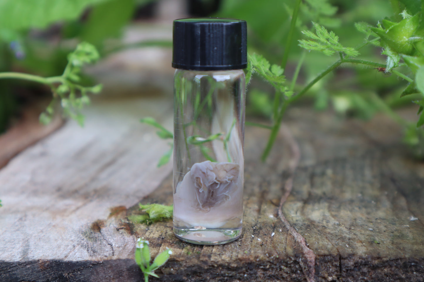 Fetal Kitten Tongue Wet Specimen